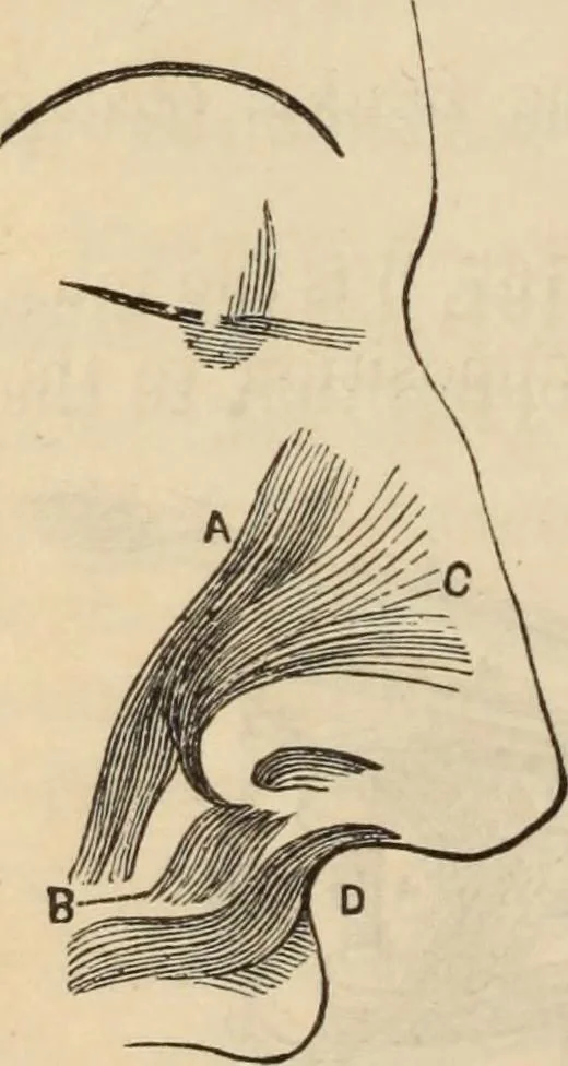 An illustration from New Physiognomy : or signs of character, as manifested through temperament and external forms, and especially in the "the human face divine.", 1889, leaf 155