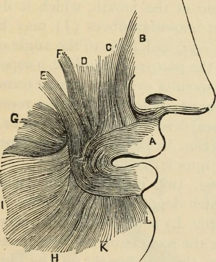 An illustration from New Physiognomy : or signs of character, as manifested through temperament and external forms, and especially in the "the human face divine.", 1889, leaf 156