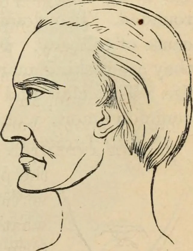 An illustration from New Physiognomy : or signs of character, as manifested through temperament and external forms, and especially in the "the human face divine.", 1889, leaf 160