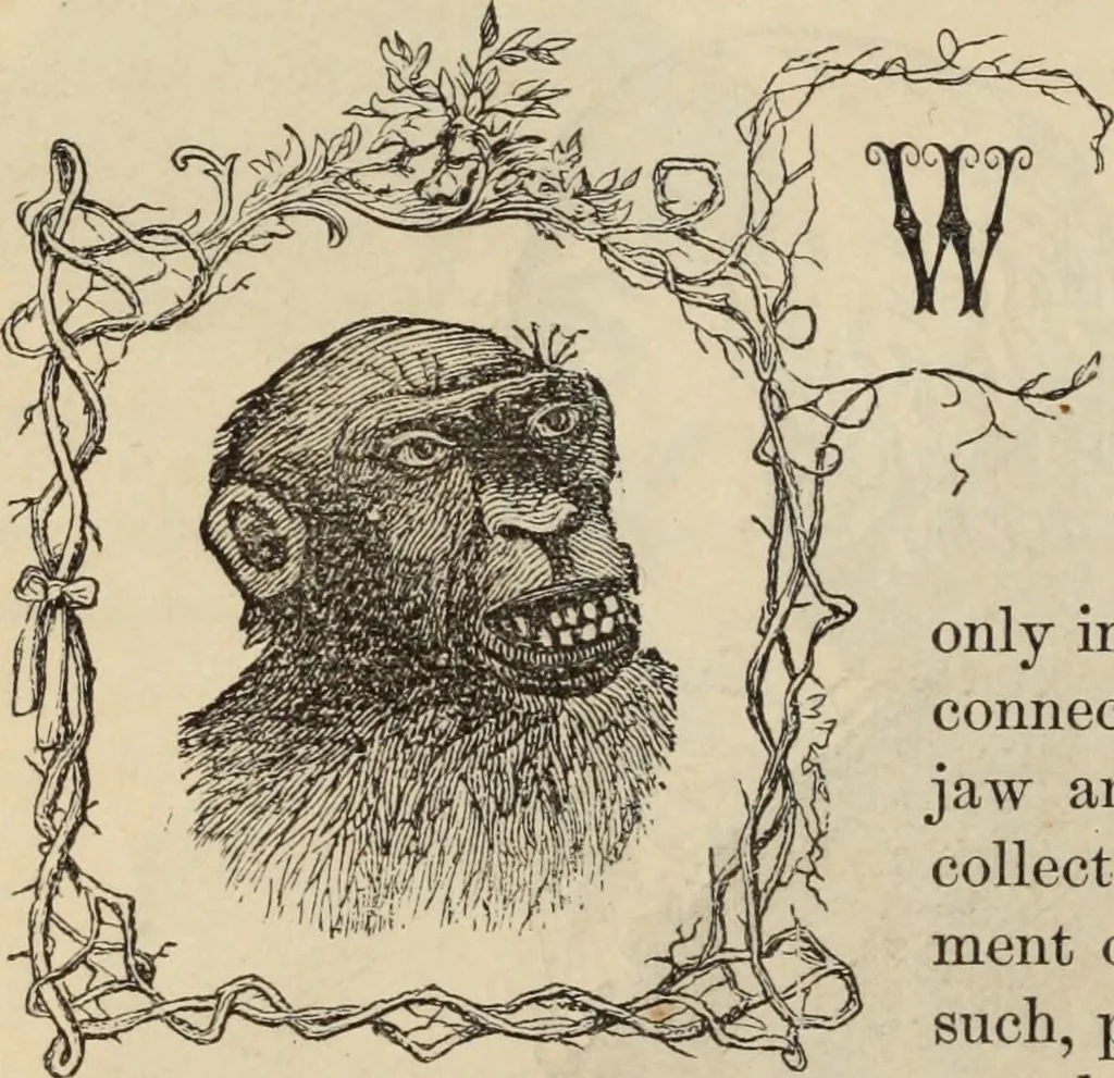An illustration from New Physiognomy : or signs of character, as manifested through temperament and external forms, and especially in the "the human face divine.", 1889, leaf 169