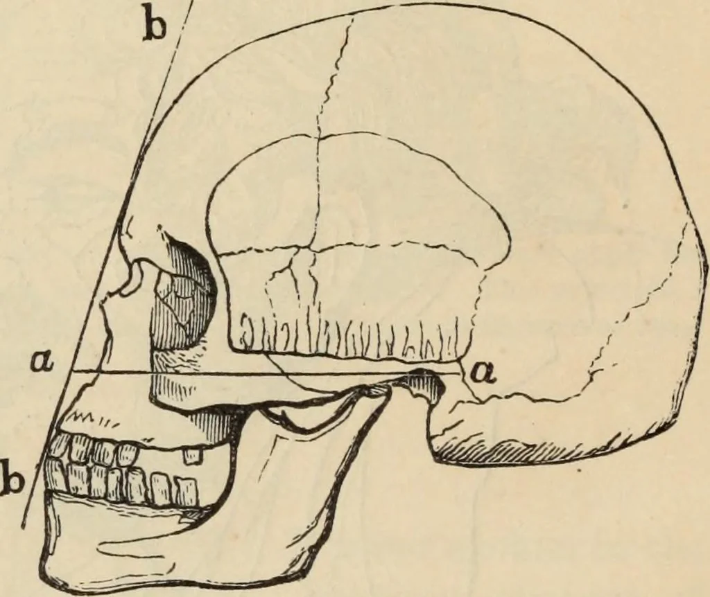 An illustration from New Physiognomy : or signs of character, as manifested through temperament and external forms, and especially in the "the human face divine.", 1889, leaf 171