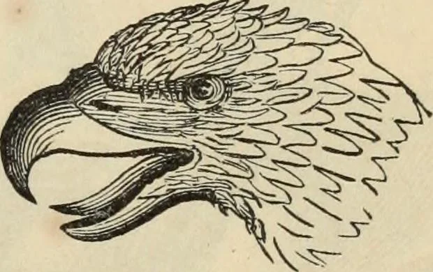 An illustration from New Physiognomy : or signs of character, as manifested through temperament and external forms, and especially in the "the human face divine.", 1889, leaf 172