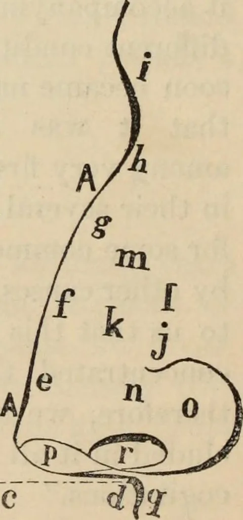An illustration from New Physiognomy : or signs of character, as manifested through temperament and external forms, and especially in the "the human face divine.", 1889, leaf 207