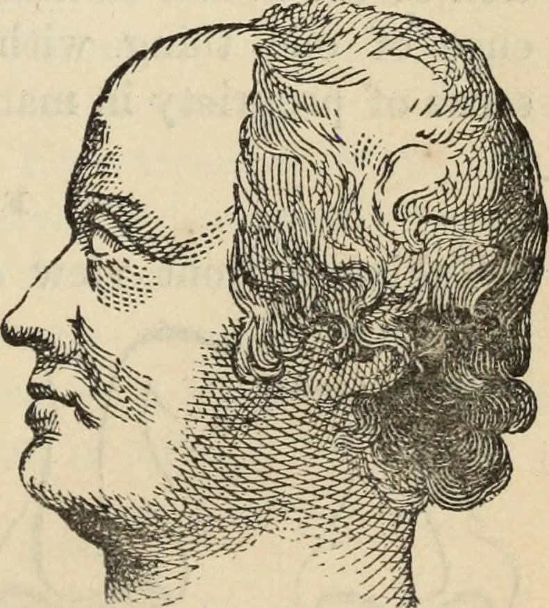 An illustration from New Physiognomy : or signs of character, as manifested through temperament and external forms, and especially in the "the human face divine.", 1889, leaf 216