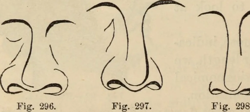 An illustration from New Physiognomy : or signs of character, as manifested through temperament and external forms, and especially in the "the human face divine.", 1889, leaf 217
