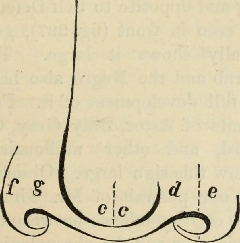 An illustration from New Physiognomy : or signs of character, as manifested through temperament and external forms, and especially in the "the human face divine.", 1889, leaf 218