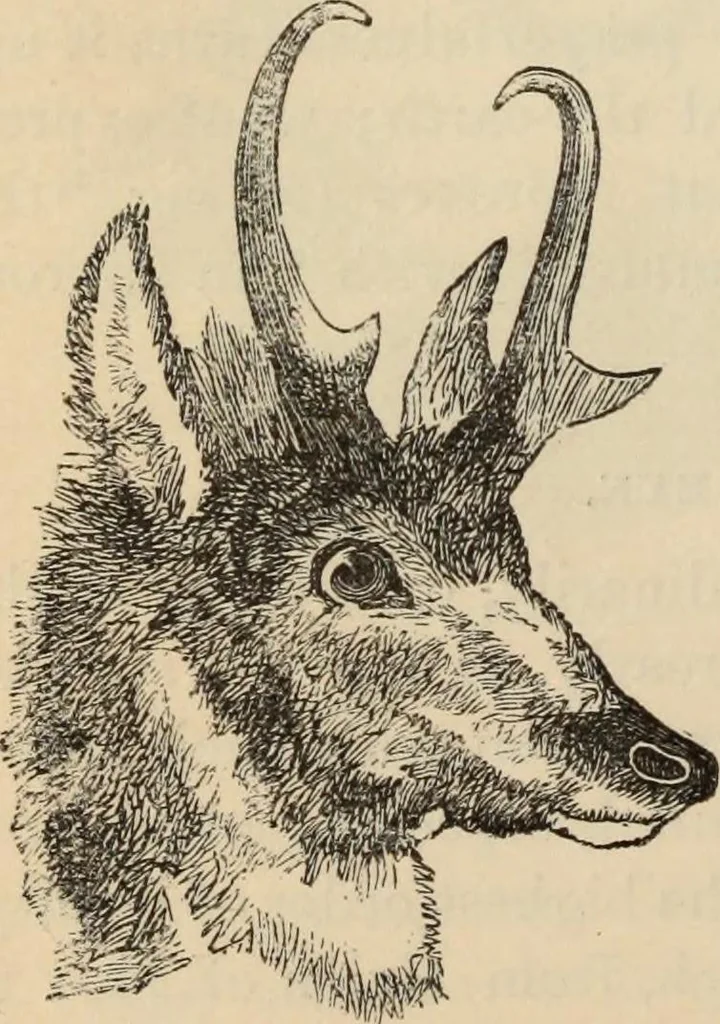 An illustration from New Physiognomy : or signs of character, as manifested through temperament and external forms, and especially in the "the human face divine.", 1889, leaf 235