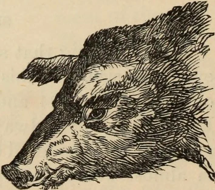 An illustration from New Physiognomy : or signs of character, as manifested through temperament and external forms, and especially in the "the human face divine.", 1889, leaf 235