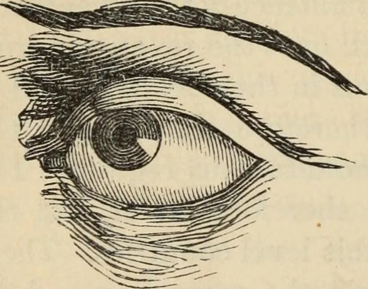 An illustration from New Physiognomy : or signs of character, as manifested through temperament and external forms, and especially in the "the human face divine.", 1889, leaf 237