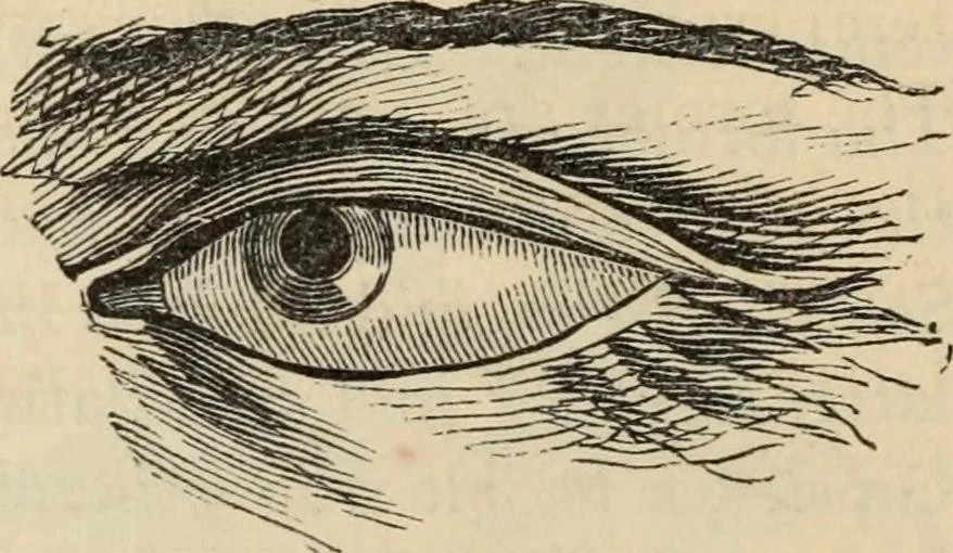 An illustration from New Physiognomy : or signs of character, as manifested through temperament and external forms, and especially in the "the human face divine.", 1889, leaf 237