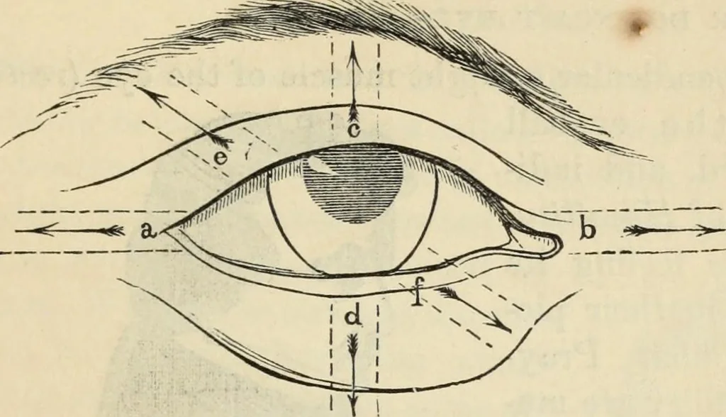 An illustration from New Physiognomy : or signs of character, as manifested through temperament and external forms, and especially in the "the human face divine.", 1889, leaf 238