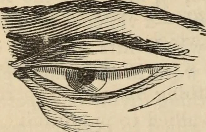 An illustration from New Physiognomy : or signs of character, as manifested through temperament and external forms, and especially in the "the human face divine.", 1889, leaf 241
