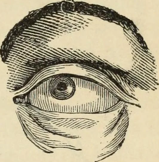 An illustration from New Physiognomy : or signs of character, as manifested through temperament and external forms, and especially in the "the human face divine.", 1889, leaf 256
