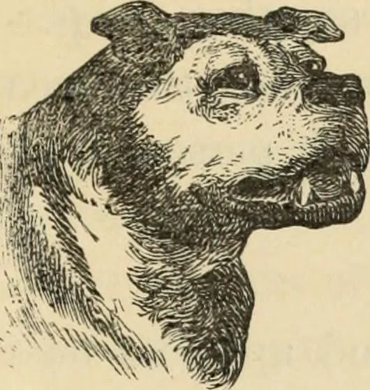 An illustration from New Physiognomy : or signs of character, as manifested through temperament and external forms, and especially in the "the human face divine.", 1889, leaf 26