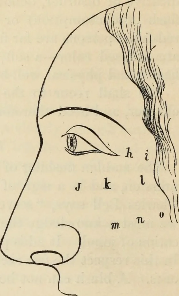 An illustration from New Physiognomy : or signs of character, as manifested through temperament and external forms, and especially in the "the human face divine.", 1889, leaf 261