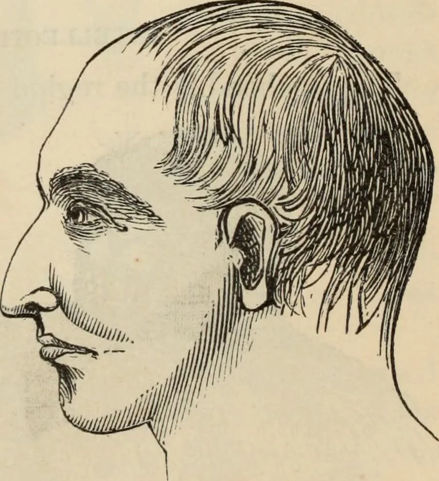 An illustration from New Physiognomy : or signs of character, as manifested through temperament and external forms, and especially in the "the human face divine.", 1889, leaf 267
