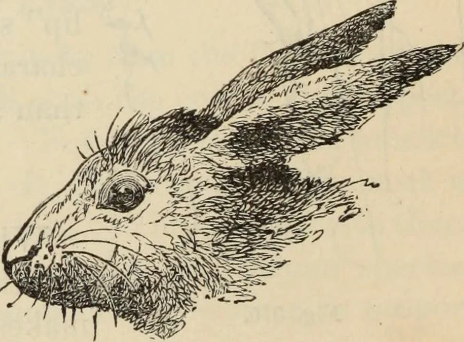 An illustration from New Physiognomy : or signs of character, as manifested through temperament and external forms, and especially in the "the human face divine.", 1889, leaf 275