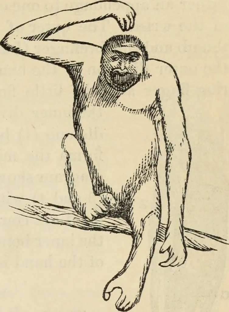 An illustration from New Physiognomy : or signs of character, as manifested through temperament and external forms, and especially in the "the human face divine.", 1889, leaf 302
