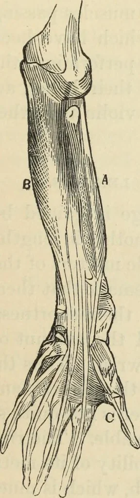 An illustration from New Physiognomy : or signs of character, as manifested through temperament and external forms, and especially in the "the human face divine.", 1889, leaf 304