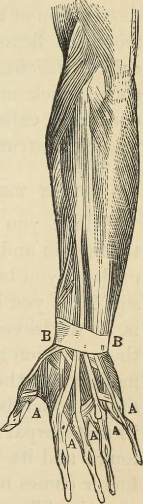 An illustration from New Physiognomy : or signs of character, as manifested through temperament and external forms, and especially in the "the human face divine.", 1889, leaf 304