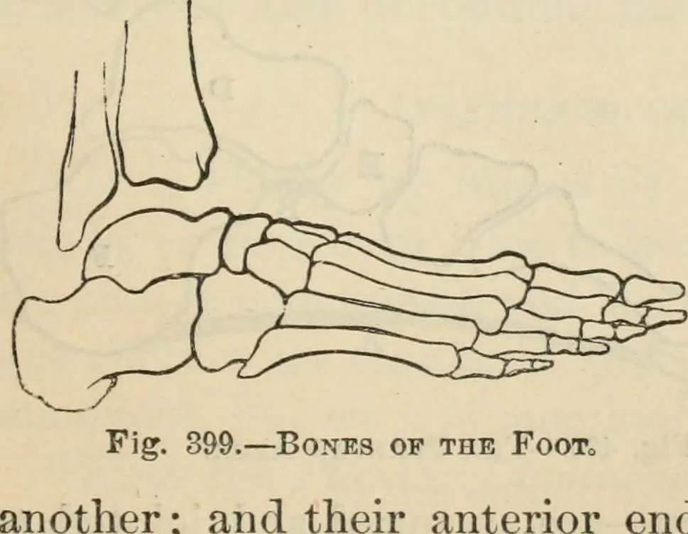 An illustration from New Physiognomy : or signs of character, as manifested through temperament and external forms, and especially in the "the human face divine.", 1889, leaf 312