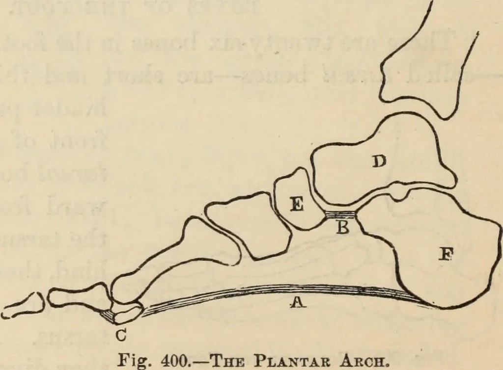 An illustration from New Physiognomy : or signs of character, as manifested through temperament and external forms, and especially in the "the human face divine.", 1889, leaf 313