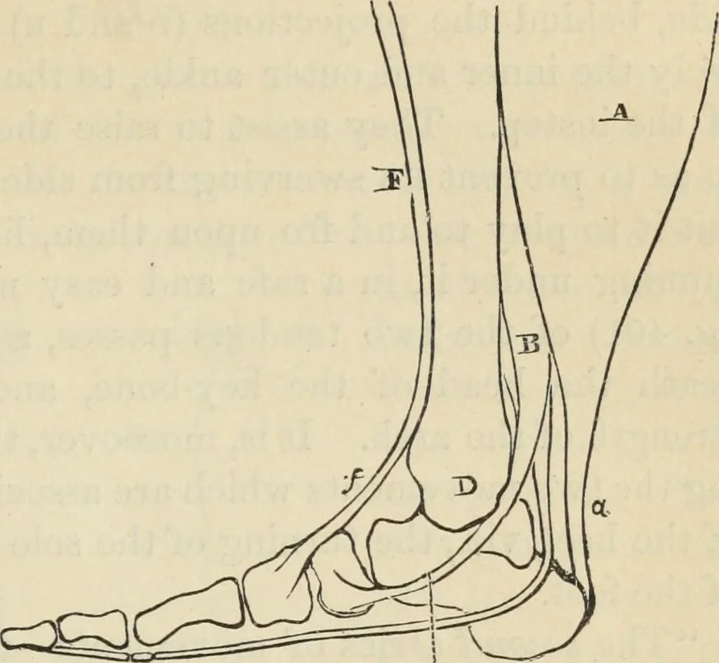 An illustration from New Physiognomy : or signs of character, as manifested through temperament and external forms, and especially in the "the human face divine.", 1889, leaf 316