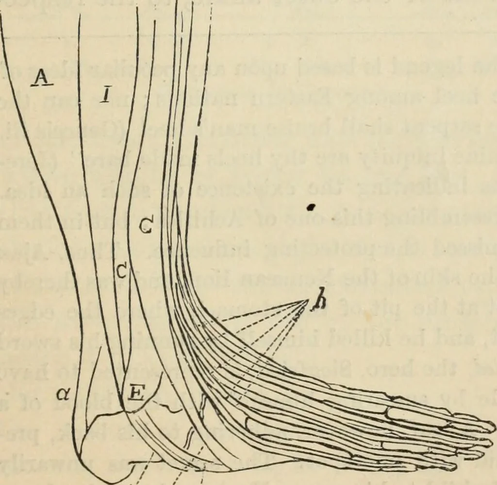 An illustration from New Physiognomy : or signs of character, as manifested through temperament and external forms, and especially in the "the human face divine.", 1889, leaf 316