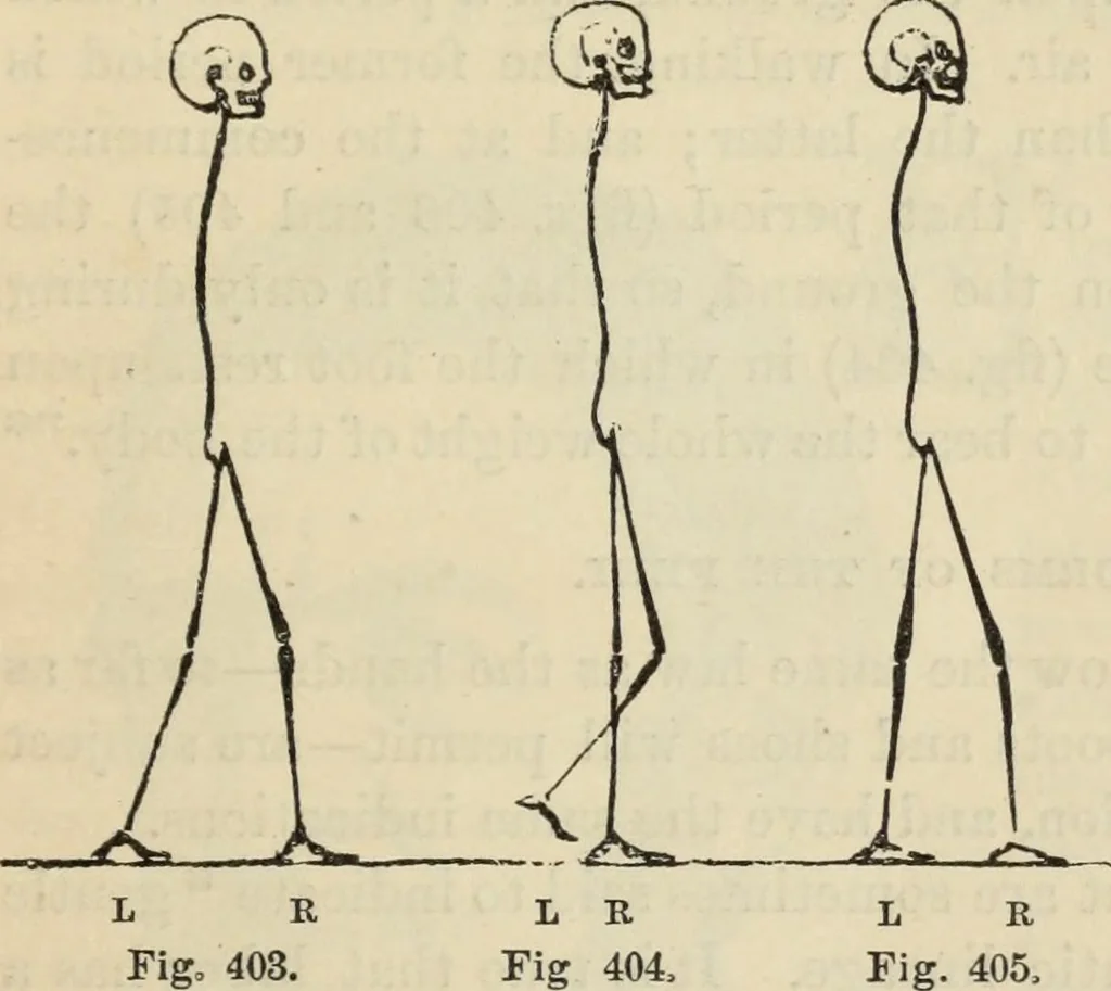 An illustration from New Physiognomy : or signs of character, as manifested through temperament and external forms, and especially in the "the human face divine.", 1889, leaf 318