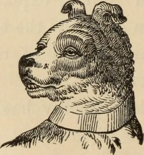 An illustration from New Physiognomy : or signs of character, as manifested through temperament and external forms, and especially in the "the human face divine.", 1889, leaf 33