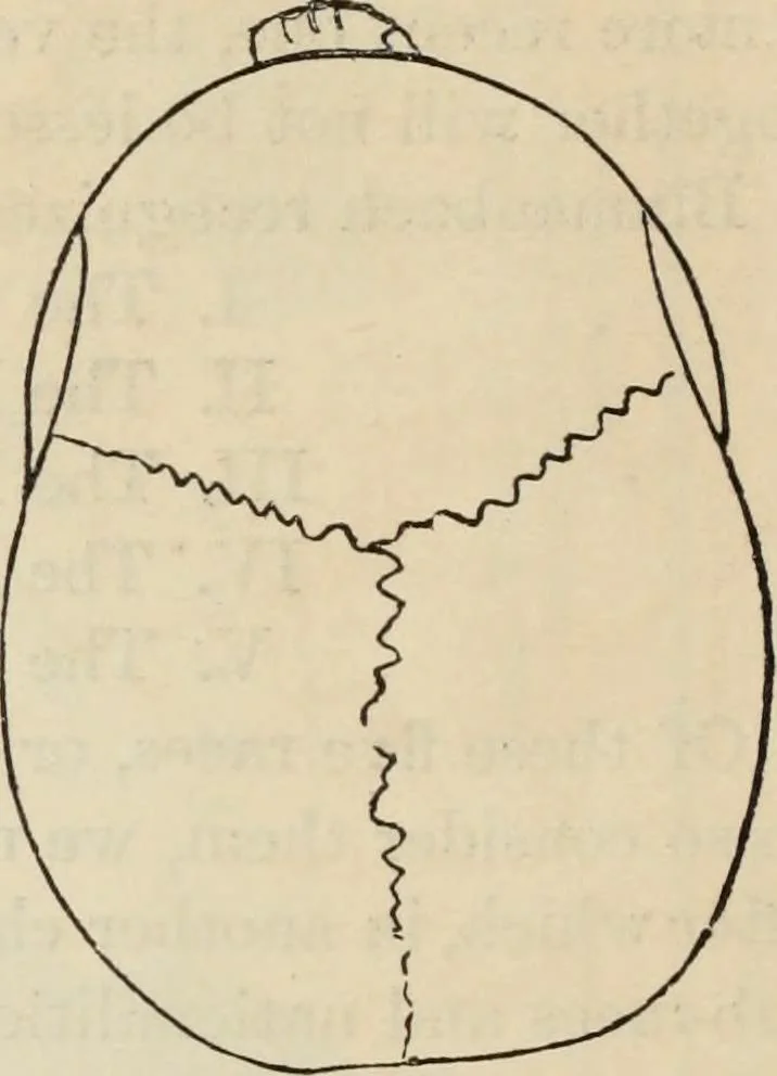 An illustration from New Physiognomy : or signs of character, as manifested through temperament and external forms, and especially in the "the human face divine.", 1889, leaf 389