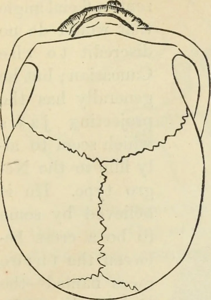 An illustration from New Physiognomy : or signs of character, as manifested through temperament and external forms, and especially in the "the human face divine.", 1889, leaf 392