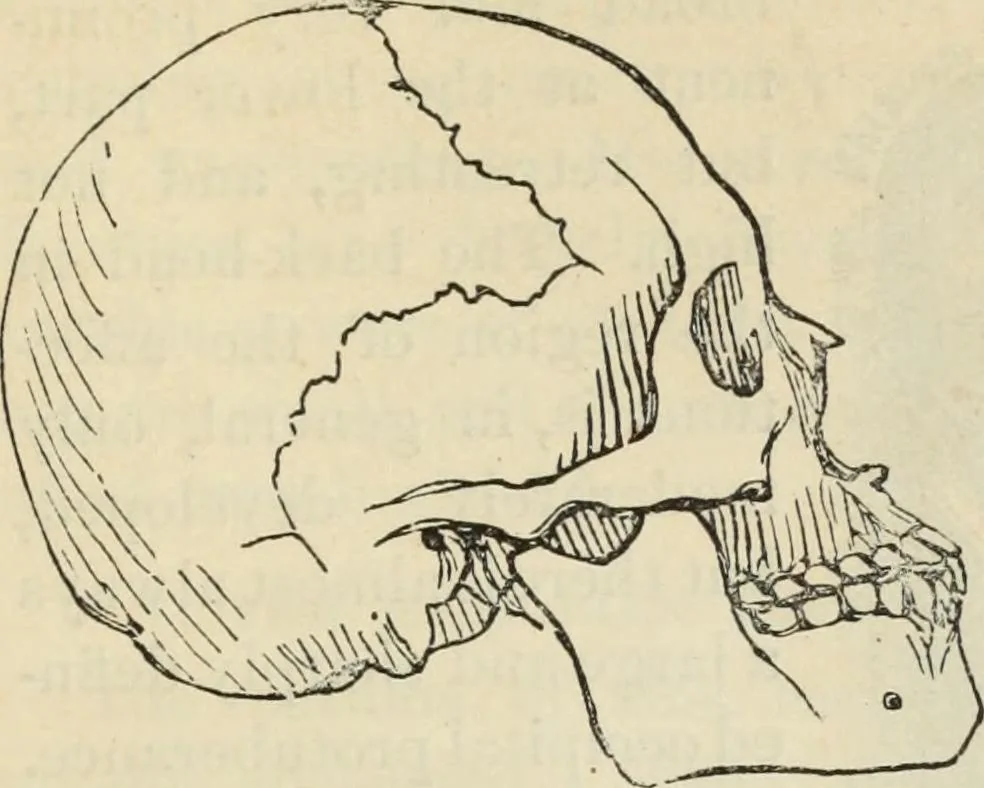 An illustration from New Physiognomy : or signs of character, as manifested through temperament and external forms, and especially in the "the human face divine.", 1889, leaf 394