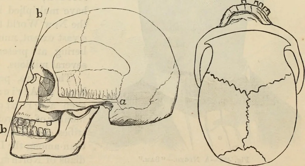 An illustration from New Physiognomy : or signs of character, as manifested through temperament and external forms, and especially in the "the human face divine.", 1889, leaf 397