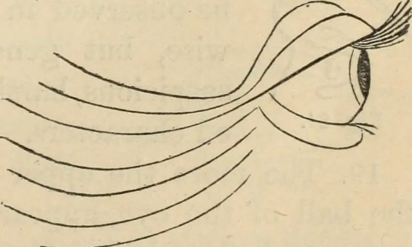 An illustration from New Physiognomy : or signs of character, as manifested through temperament and external forms, and especially in the "the human face divine.", 1889, leaf 40