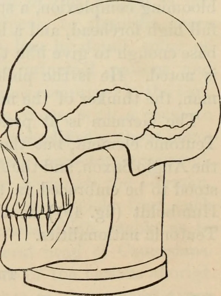 An illustration from New Physiognomy : or signs of character, as manifested through temperament and external forms, and especially in the "the human face divine.", 1889, leaf 401