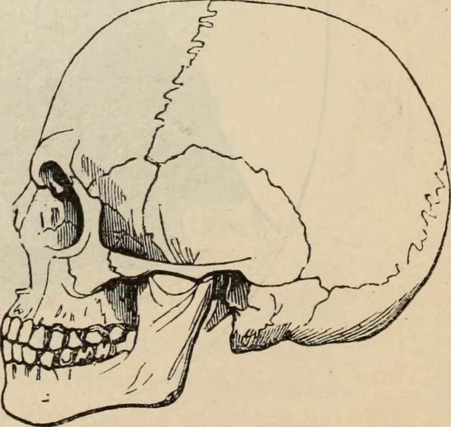 An illustration from New Physiognomy : or signs of character, as manifested through temperament and external forms, and especially in the "the human face divine.", 1889, leaf 405