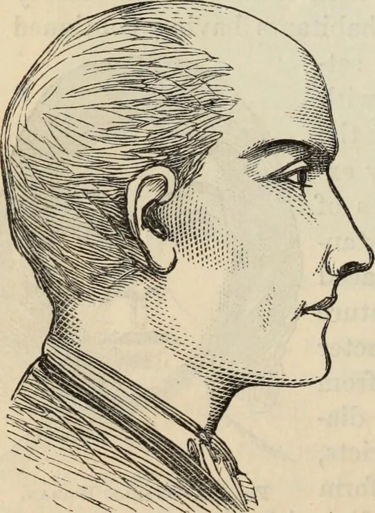 An illustration from New Physiognomy : or signs of character, as manifested through temperament and external forms, and especially in the "the human face divine.", 1889, leaf 409