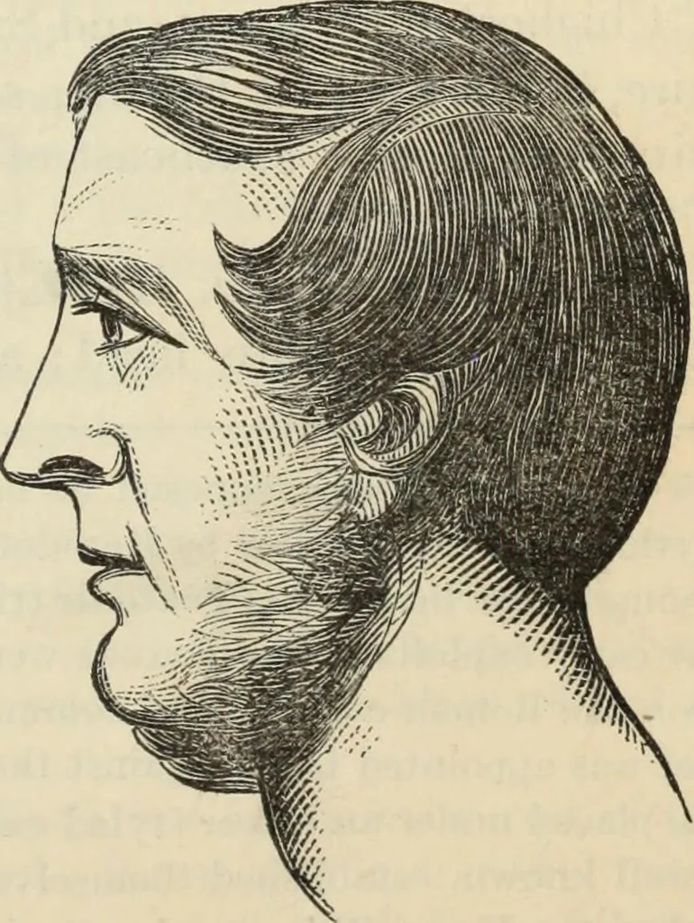 An illustration from New Physiognomy : or signs of character, as manifested through temperament and external forms, and especially in the "the human face divine.", 1889, leaf 412