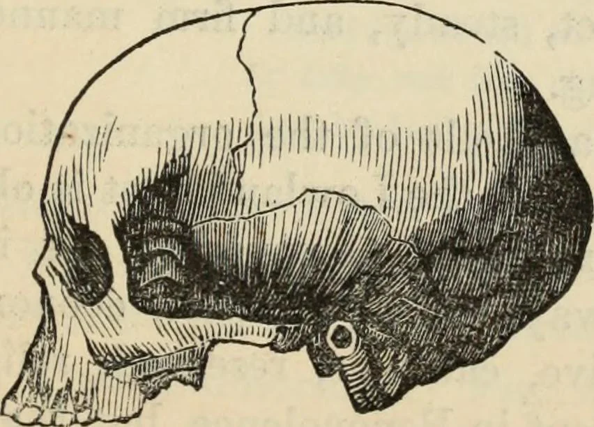 An illustration from New Physiognomy : or signs of character, as manifested through temperament and external forms, and especially in the "the human face divine.", 1889, leaf 420