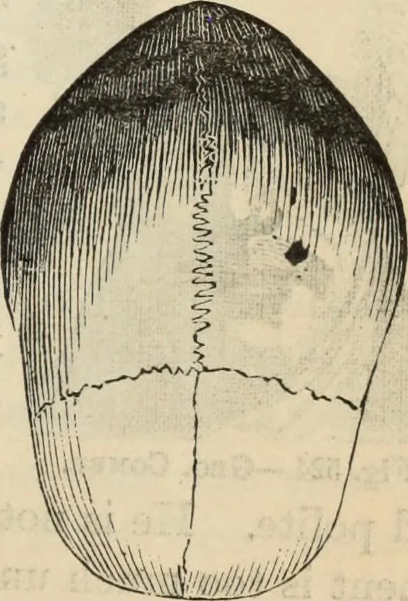 An illustration from New Physiognomy : or signs of character, as manifested through temperament and external forms, and especially in the "the human face divine.", 1889, leaf 420