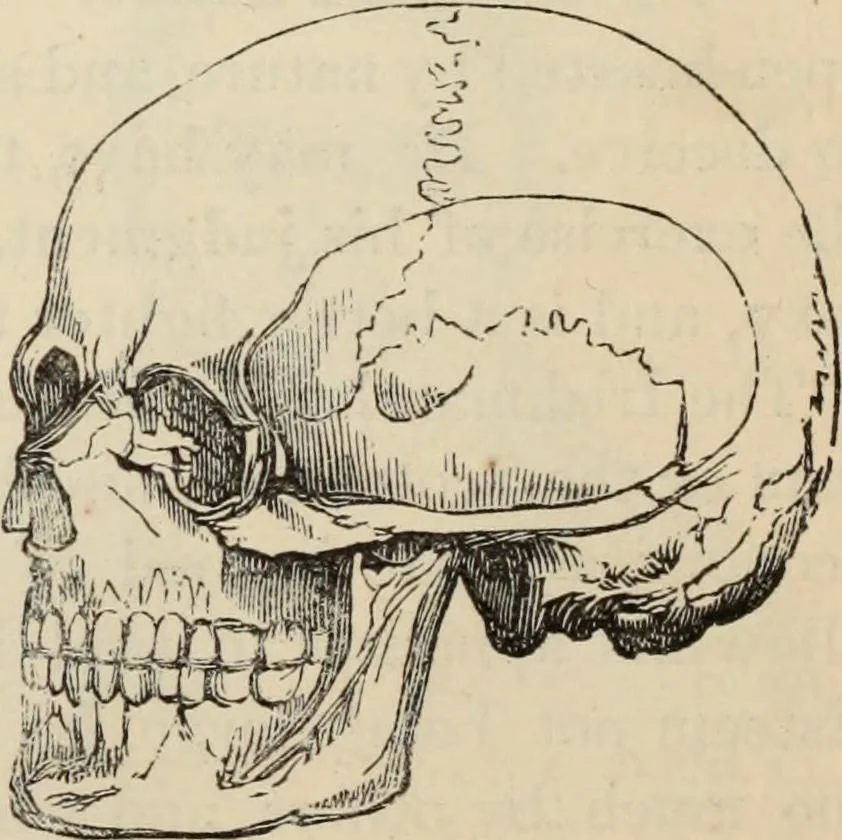 An illustration from New Physiognomy : or signs of character, as manifested through temperament and external forms, and especially in the "the human face divine.", 1889, leaf 427