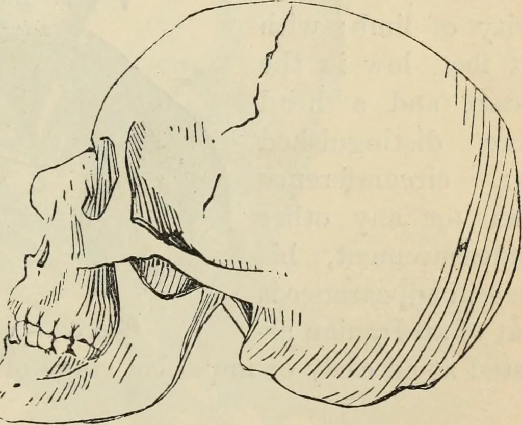 An illustration from New Physiognomy : or signs of character, as manifested through temperament and external forms, and especially in the "the human face divine.", 1889, leaf 438