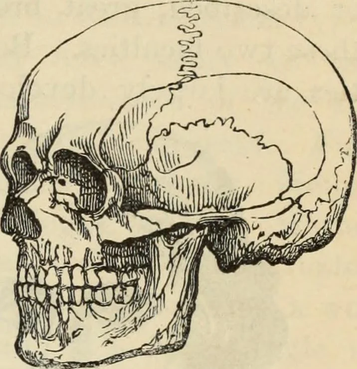 An illustration from New Physiognomy : or signs of character, as manifested through temperament and external forms, and especially in the "the human face divine.", 1889, leaf 444