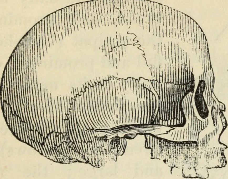 An illustration from New Physiognomy : or signs of character, as manifested through temperament and external forms, and especially in the "the human face divine.", 1889, leaf 446