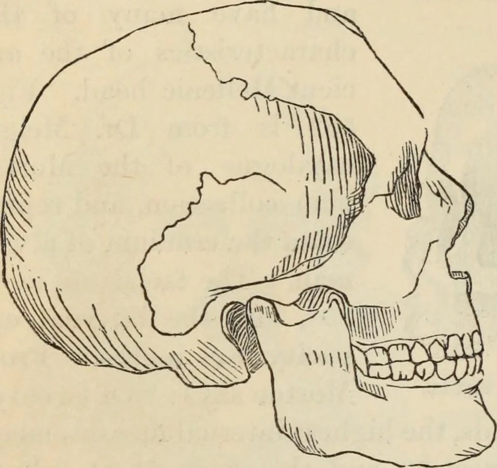 An illustration from New Physiognomy : or signs of character, as manifested through temperament and external forms, and especially in the "the human face divine.", 1889, leaf 447