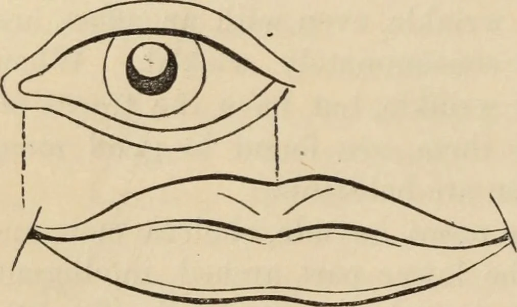 An illustration from New Physiognomy : or signs of character, as manifested through temperament and external forms, and especially in the "the human face divine.", 1889, leaf 45