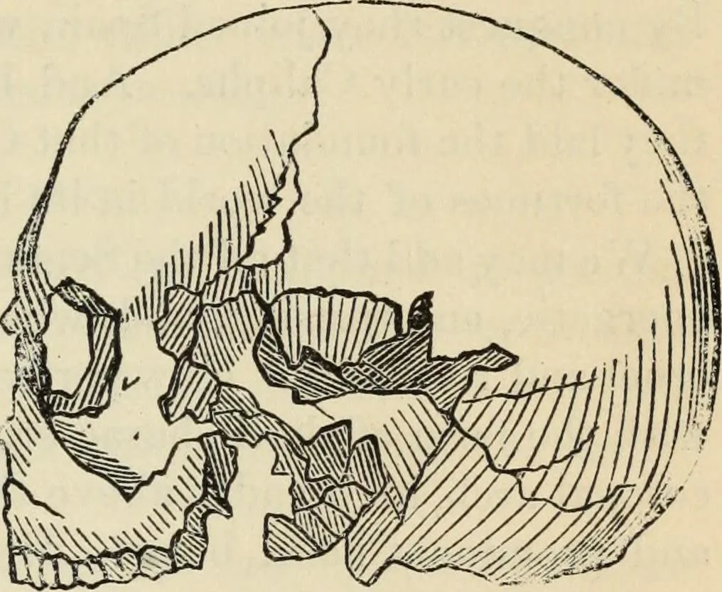 An illustration from New Physiognomy : or signs of character, as manifested through temperament and external forms, and especially in the "the human face divine.", 1889, leaf 450