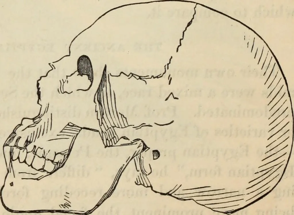 An illustration from New Physiognomy : or signs of character, as manifested through temperament and external forms, and especially in the "the human face divine.", 1889, leaf 455