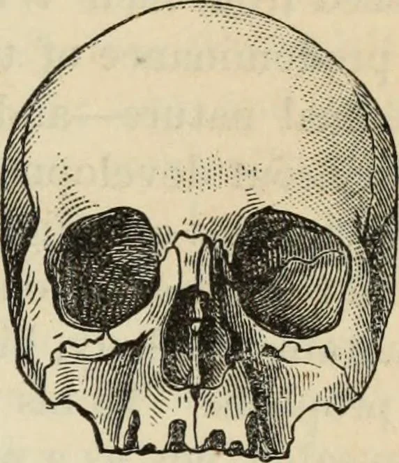 An illustration from New Physiognomy : or signs of character, as manifested through temperament and external forms, and especially in the "the human face divine.", 1889, leaf 456